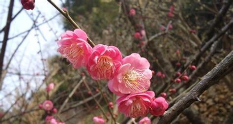 梅花寓意|解读梅花的花语之美（探寻梅花的内涵和象征）